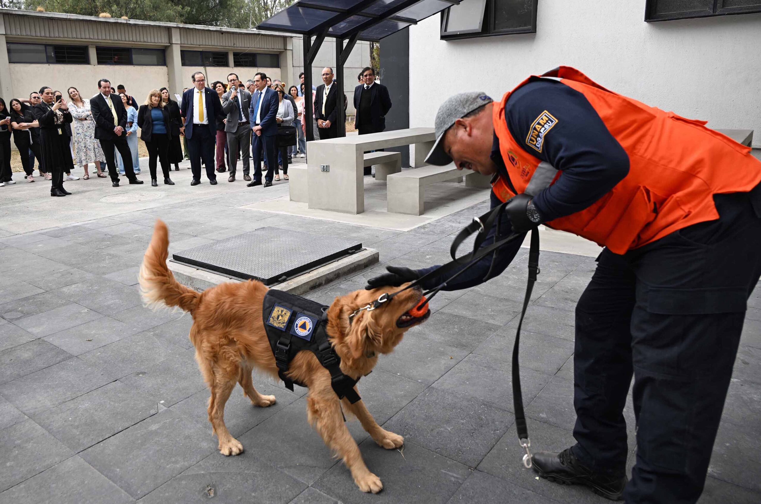 Recibe la UNAM, en donación, dos caninos para detección y prevención de riesgos