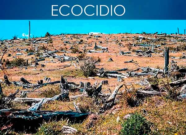 Derecho penal global facilitaría sancionar el ecocidio, externa Guadalupe Valdés
