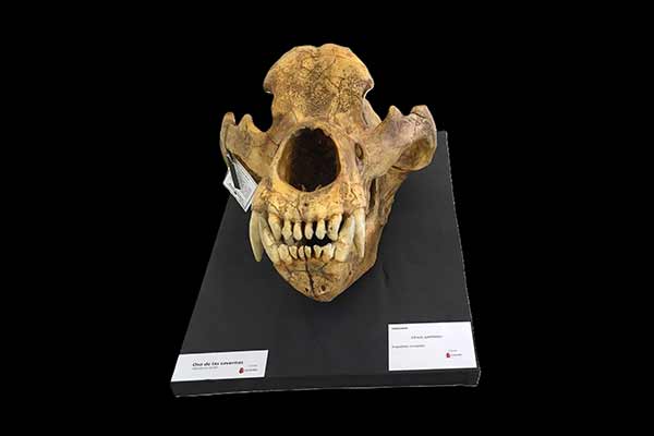 Huesos y dientes revelarían dieta e hibernación del oso de las cavernas