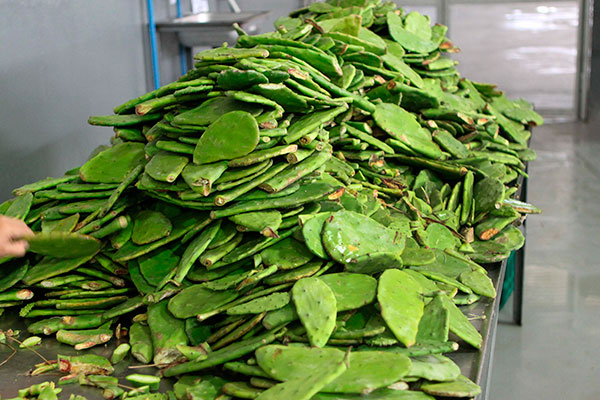 Revalorizan desechos de nopal como fertilizante para restaurar suelos