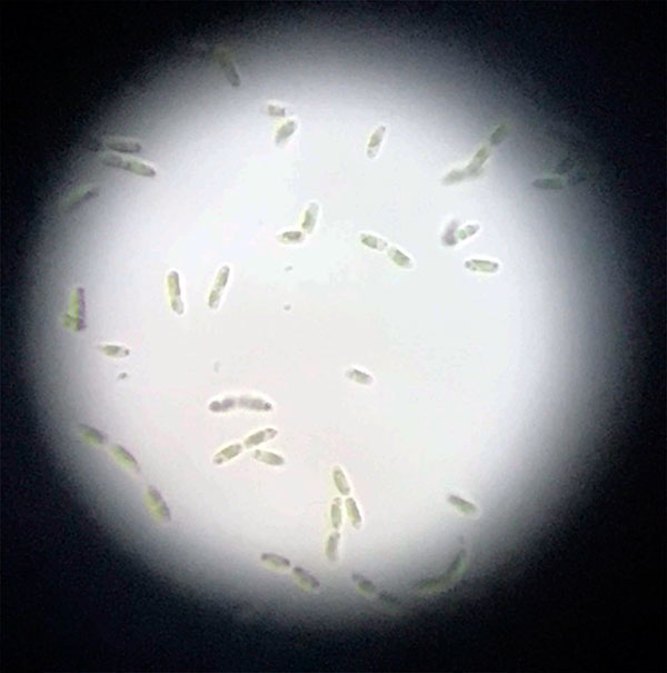 Con microalgas podrían elaborar colorantes sustentables