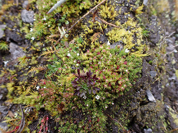 Descubrimiento de especie de planta indica que hay una región de interés evolutivo: Jaime Torres