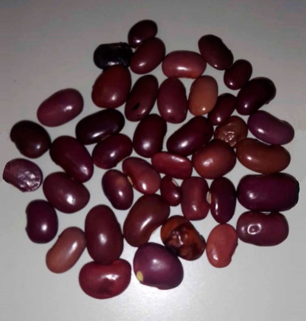 Ayocote, fuente prometedora de nutrientes
