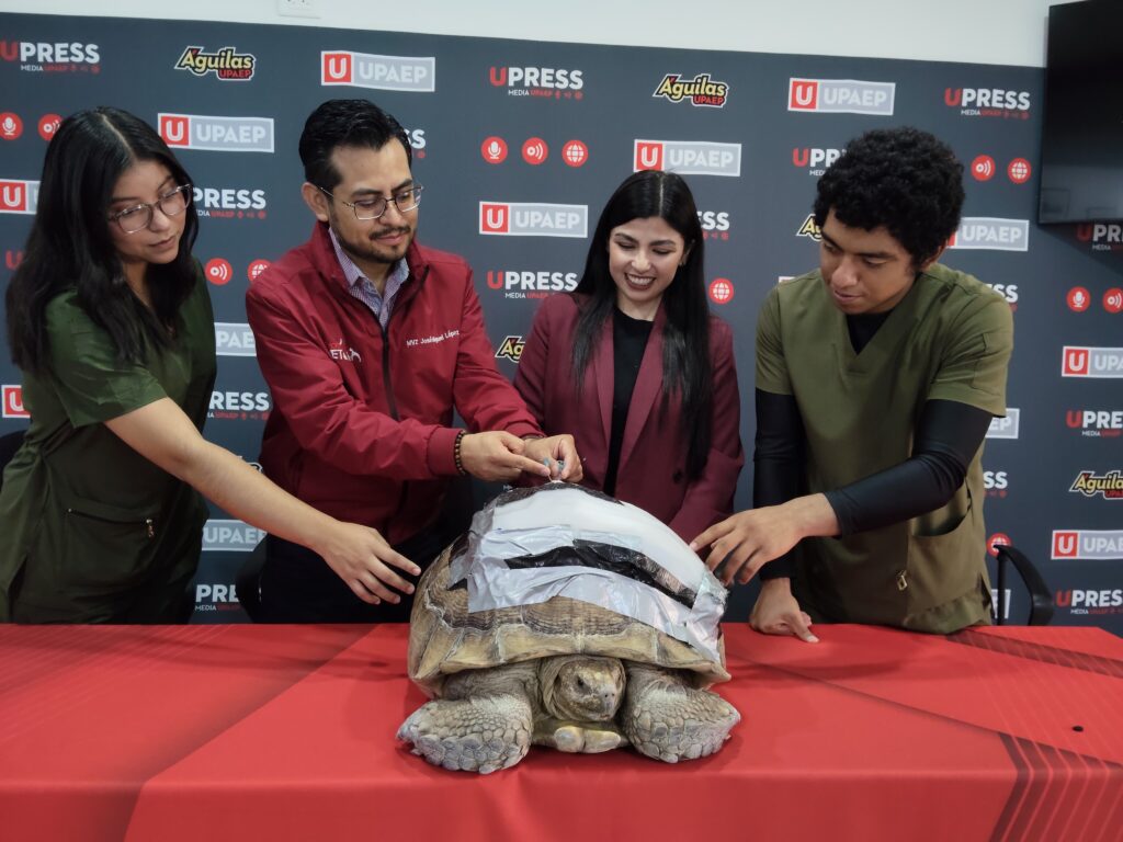 UPAEP crea órtesis biónica para tortuga Darwin
